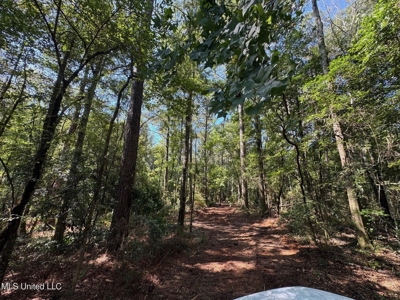 32 +/- Acres Near McComb, MS - Hunting, Timber, Homesite - image 5