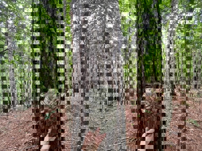 Holly Springs NF Property, Hickory Flat, MS - image 15