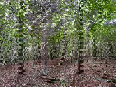 Holly Springs NF Property, Hickory Flat, MS - image 14