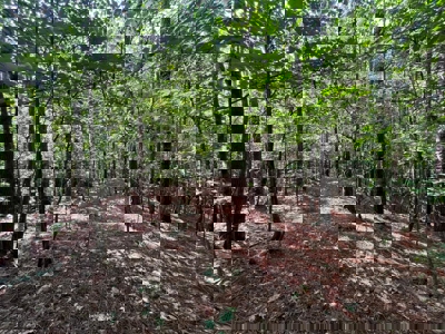 Holly Springs NF Property, Hickory Flat, MS - image 27