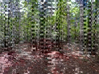 Holly Springs NF Property, Hickory Flat, MS - image 28