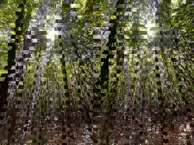 Holly Springs NF Property, Hickory Flat, MS - image 17