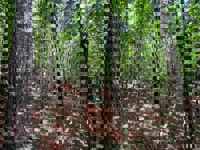 Holly Springs NF Property, Hickory Flat, MS - image 22