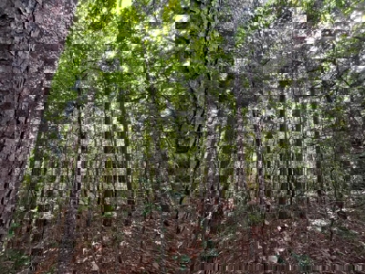 Holly Springs NF Property, Hickory Flat, MS - image 12