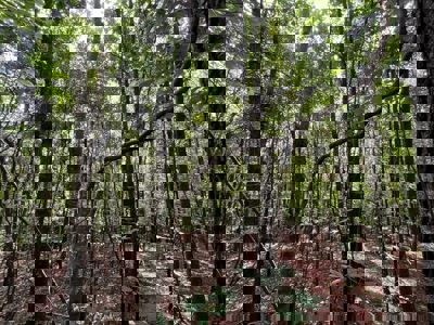 Holly Springs NF Property, Hickory Flat, MS - image 16