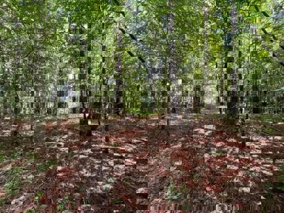 Holly Springs NF Property, Hickory Flat, MS - image 24