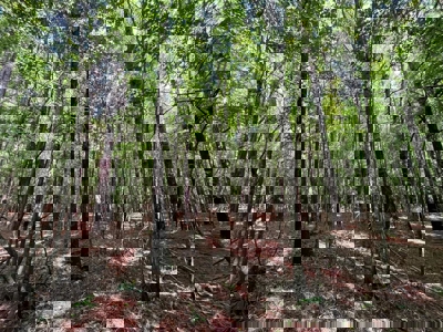 Holly Springs NF Property, Hickory Flat, MS - image 21