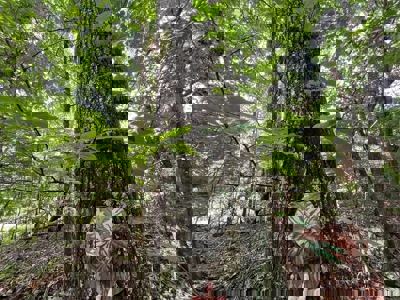 Holly Springs NF Property, Hickory Flat, MS - image 11