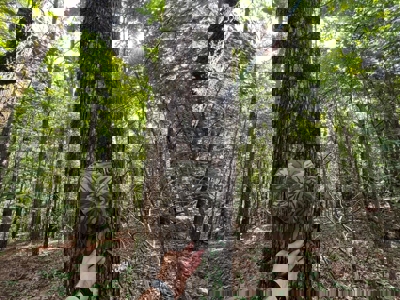 Holly Springs NF Property, Hickory Flat, MS - image 13