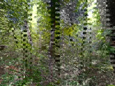 Holly Springs NF Property, Hickory Flat, MS - image 10