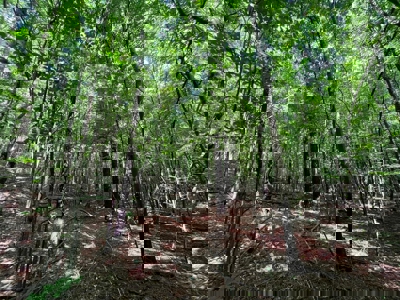 Holly Springs NF Property, Hickory Flat, MS - image 20