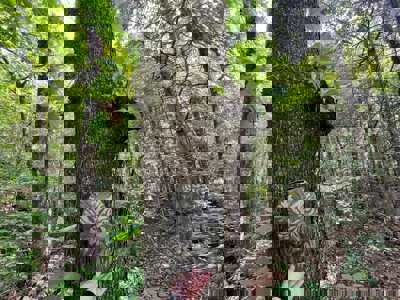 Holly Springs NF Property, Hickory Flat, MS - image 9