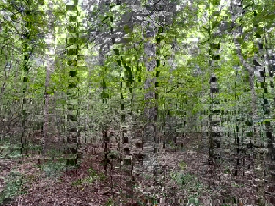 Holly Springs NF Property, Hickory Flat, MS - image 19