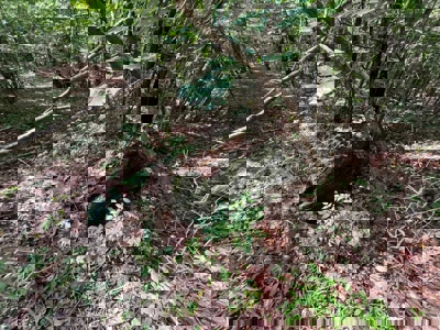 Holly Springs NF Property, Hickory Flat, MS - image 26