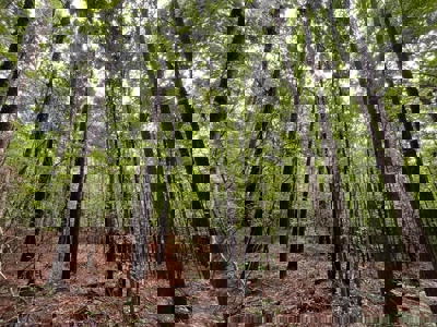 Holly Springs NF Property, Hickory Flat, MS - image 18