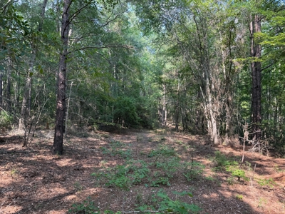 Land For Sale Simsboro LA Lincoln Parish - image 6