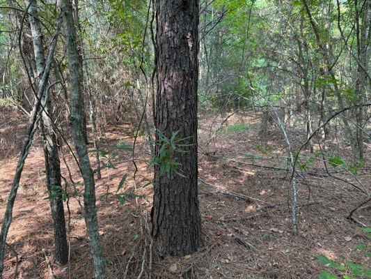 Land For Sale Simsboro LA Lincoln Parish