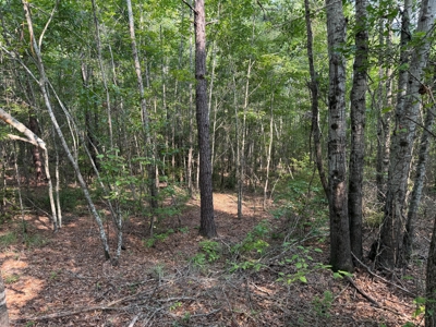 Land For Sale Simsboro LA Lincoln Parish - image 5
