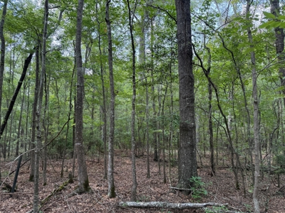 Land For Sale Simsboro LA Lincoln Parish - image 3