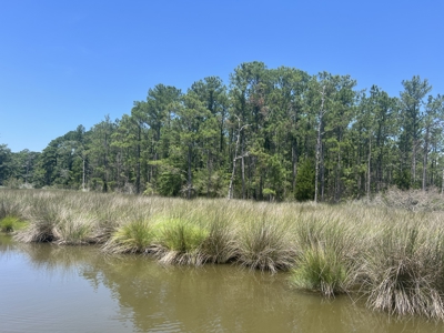 Build Your Dream Home on 5.36 Acres - No HOA or Limits! - image 5