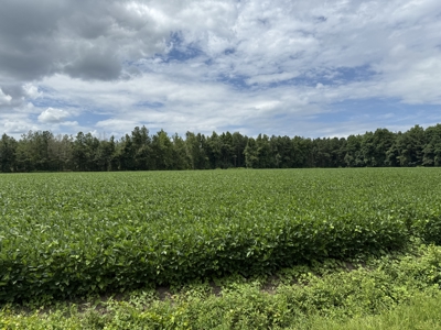77-Acre Farm & Timberland with Hunting Near Aurora, NC - image 7