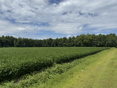 77-Acre Farm & Timberland with Hunting Near Aurora, NC - image 5