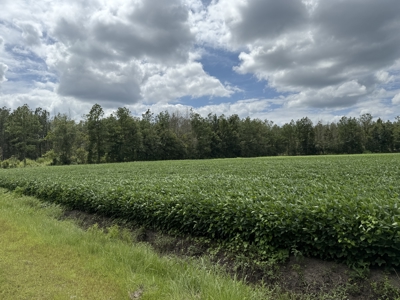 77-Acre Farm & Timberland with Hunting Near Aurora, NC - image 2