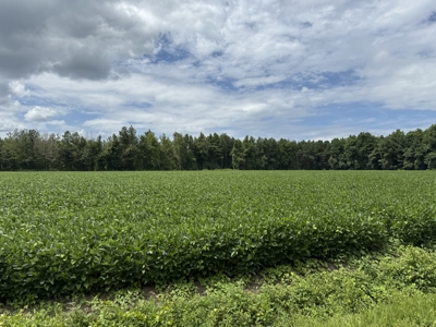 77-Acre Farm & Timberland with Hunting Near Aurora, NC - image 6