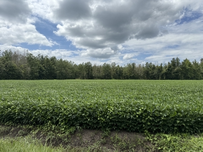 77-Acre Farm & Timberland with Hunting Near Aurora, NC - image 3