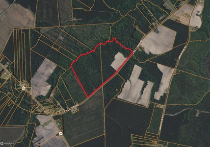 77-Acre Farm & Timberland with Hunting Near Aurora, NC - image 9