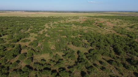 North Texas Ranch & Hunting Land for Sale with Minerals - image 7
