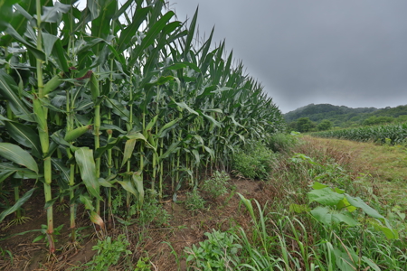 Land with Trout Stream for Sale in Richland County, Wisconsin - image 24