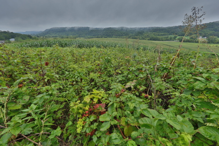 Land with Trout Stream for Sale in Richland County, Wisconsin - image 17
