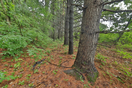 Land with Trout Stream for Sale in Richland County, Wisconsin - image 36