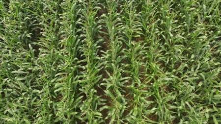 Land with Trout Stream for Sale in Richland County, Wisconsin - image 22