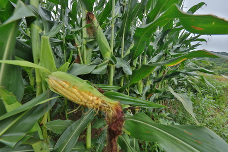 Land with Trout Stream for Sale in Richland County, Wisconsin - image 23