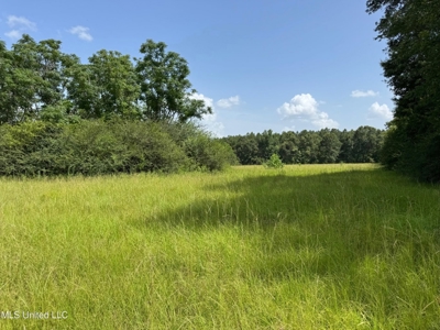 Mississippi Land for Sale Near Osyka MS & LA State Line - image 7