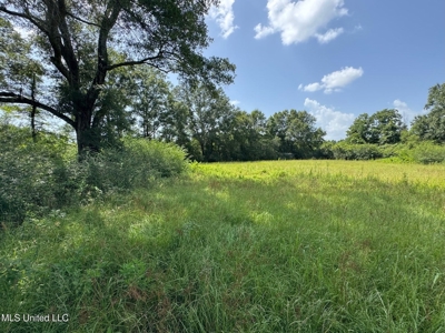 Mississippi Land for Sale Near Osyka MS & LA State Line - image 6