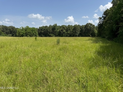 Mississippi Land for Sale Near Osyka MS & LA State Line - image 11