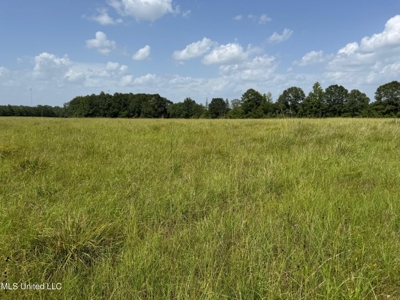 Mississippi Land for Sale Near Osyka MS & LA State Line - image 9