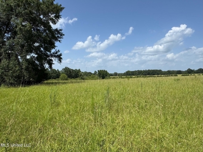 Mississippi Land for Sale Near Osyka MS & LA State Line - image 3