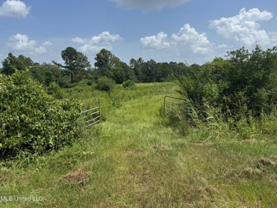Mississippi Land for Sale Near Osyka MS & LA State Line - image 2