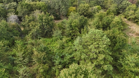 Land For sale Leflore Oklahoma  SE Oklahoma Land for - image 9