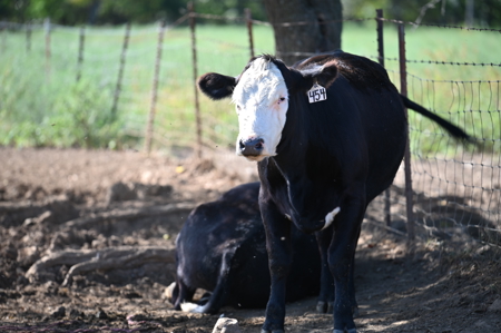 496+\- acres for sale Sheldon MO - image 42