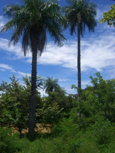 Large land tract for sale in Costa Rica by broker Michael Krieg - image 6