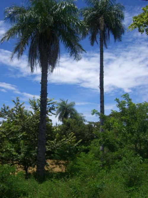 Costa Rica Ranch for sale