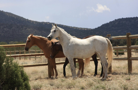 Fully Fenced Ranch Property for Sale in Northern Arizona - image 12