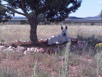 Fully Fenced Ranch Property for Sale in Northern Arizona - image 11