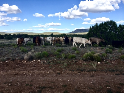 Fully Fenced Ranch Property for Sale in Northern Arizona - image 10
