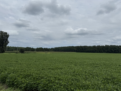 305 Acres Farmland & Timber with Hunting in NC - image 6